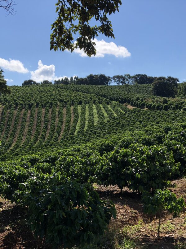 2018-03-18 15.27.25 _0312 - SDM Muzambinho region