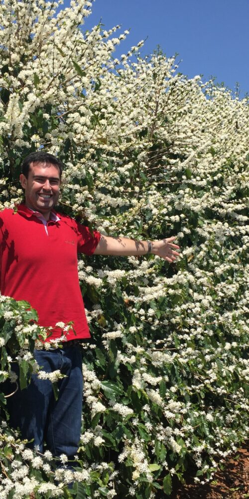 Flor do café + xande