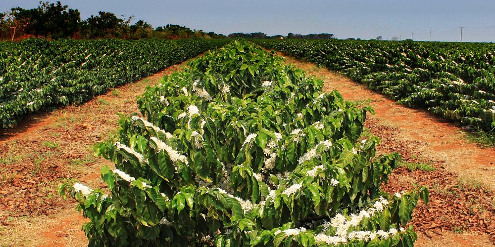 IMG_2811bc IMG_2811bc